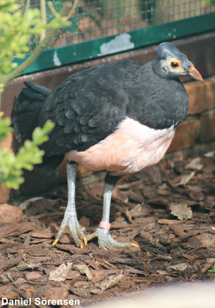 Maleo (Macrocephalon maleo)