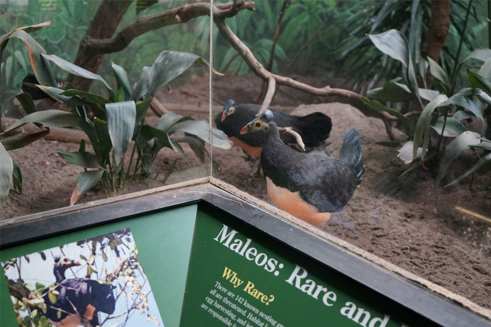 Maleo (Macrocephalon maleo)