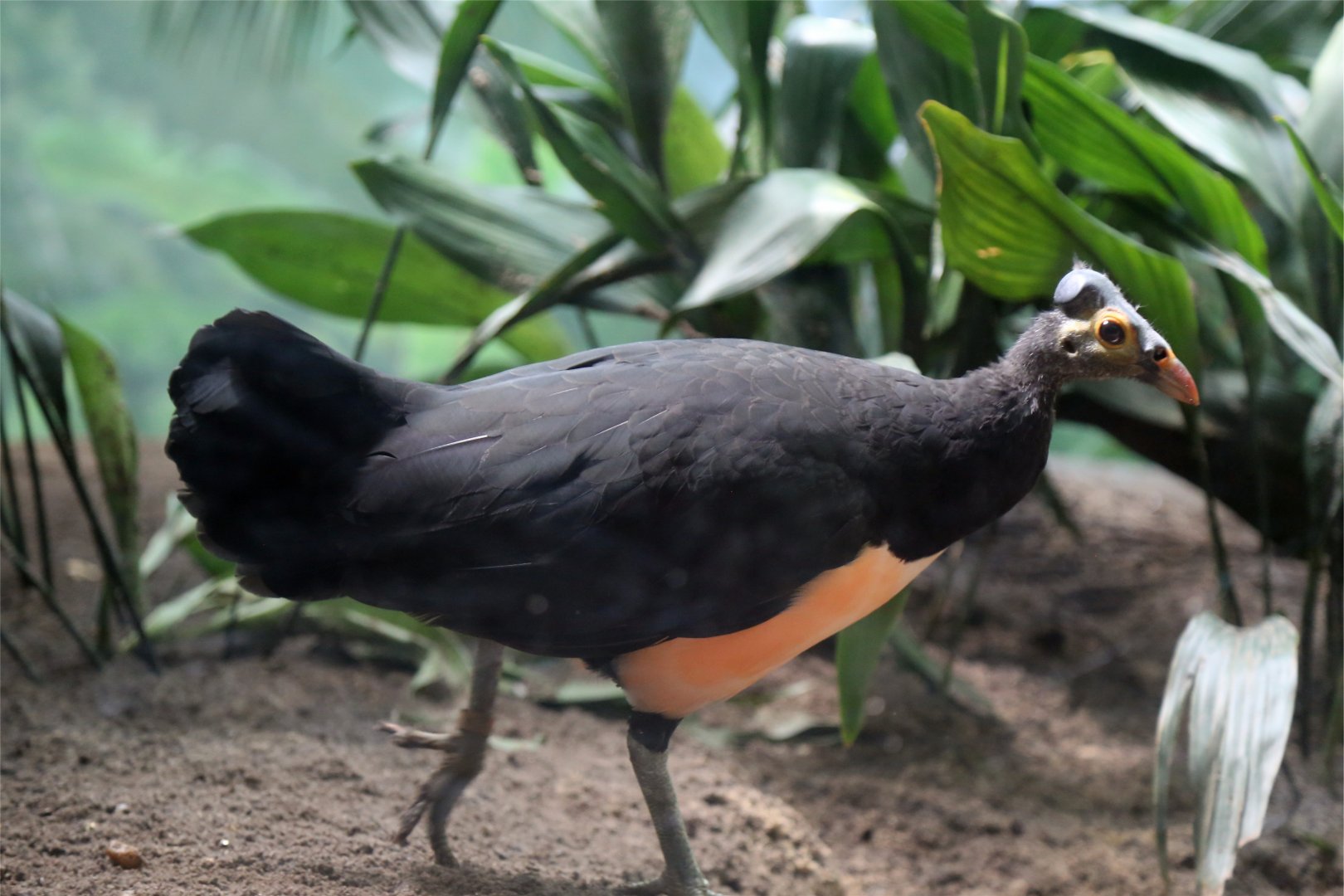 Maleo (Macrocephalon maleo)
