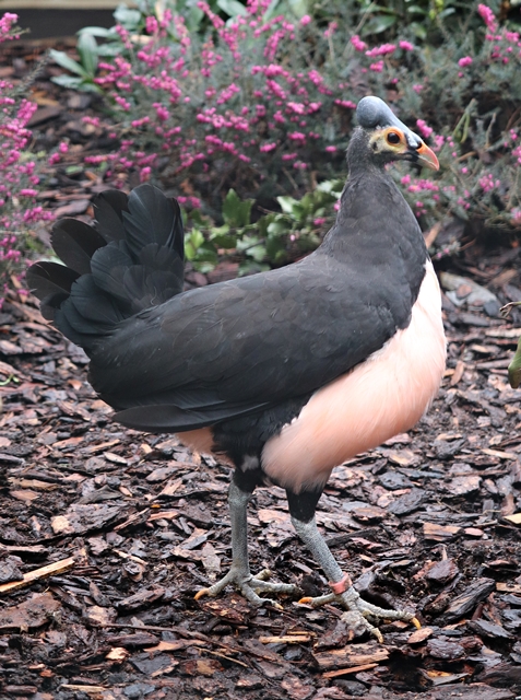 Maleo (Macrocephalon maleo)