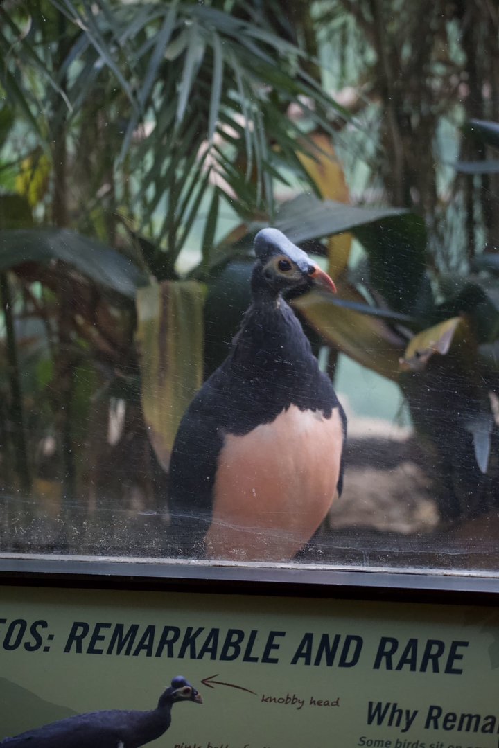 Maleo/ Macrocephalon maleo