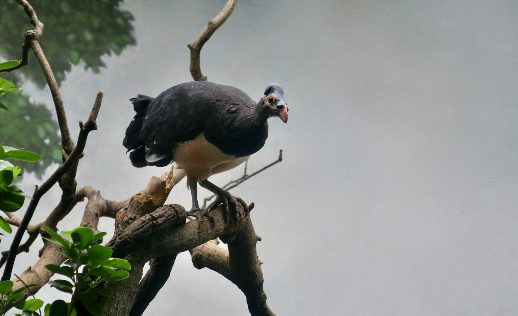 Maleo (Macrocephalon maleo)