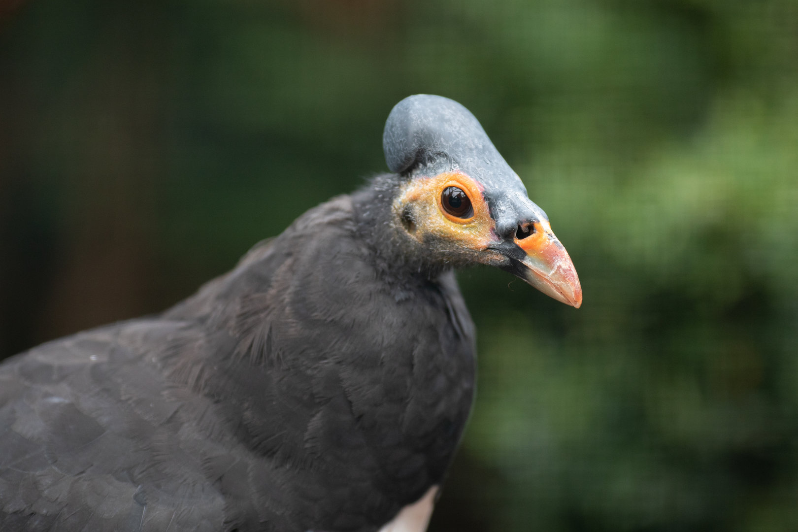Maleo (Macrocephalon maleo)
