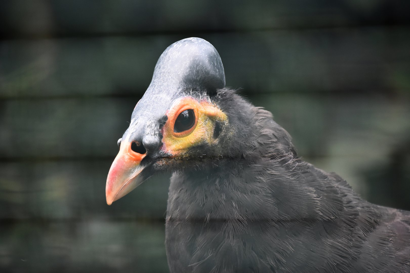 Maleo, Macrocephalon maleo