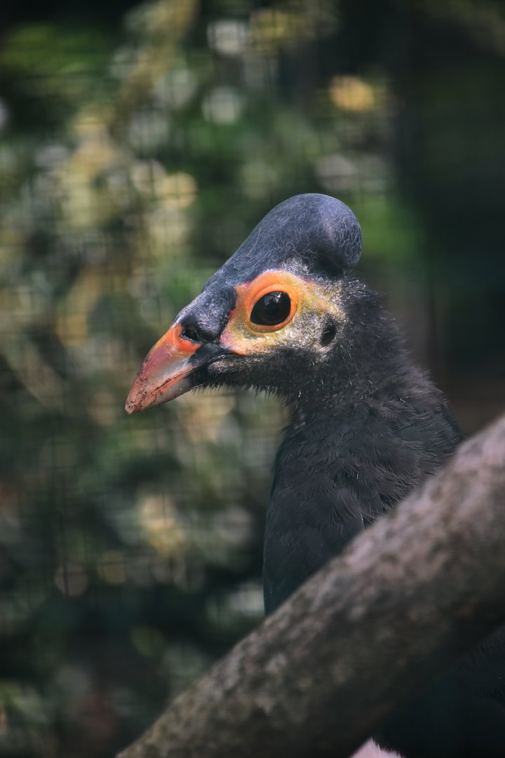 Maleo, Macrocephalon maleo