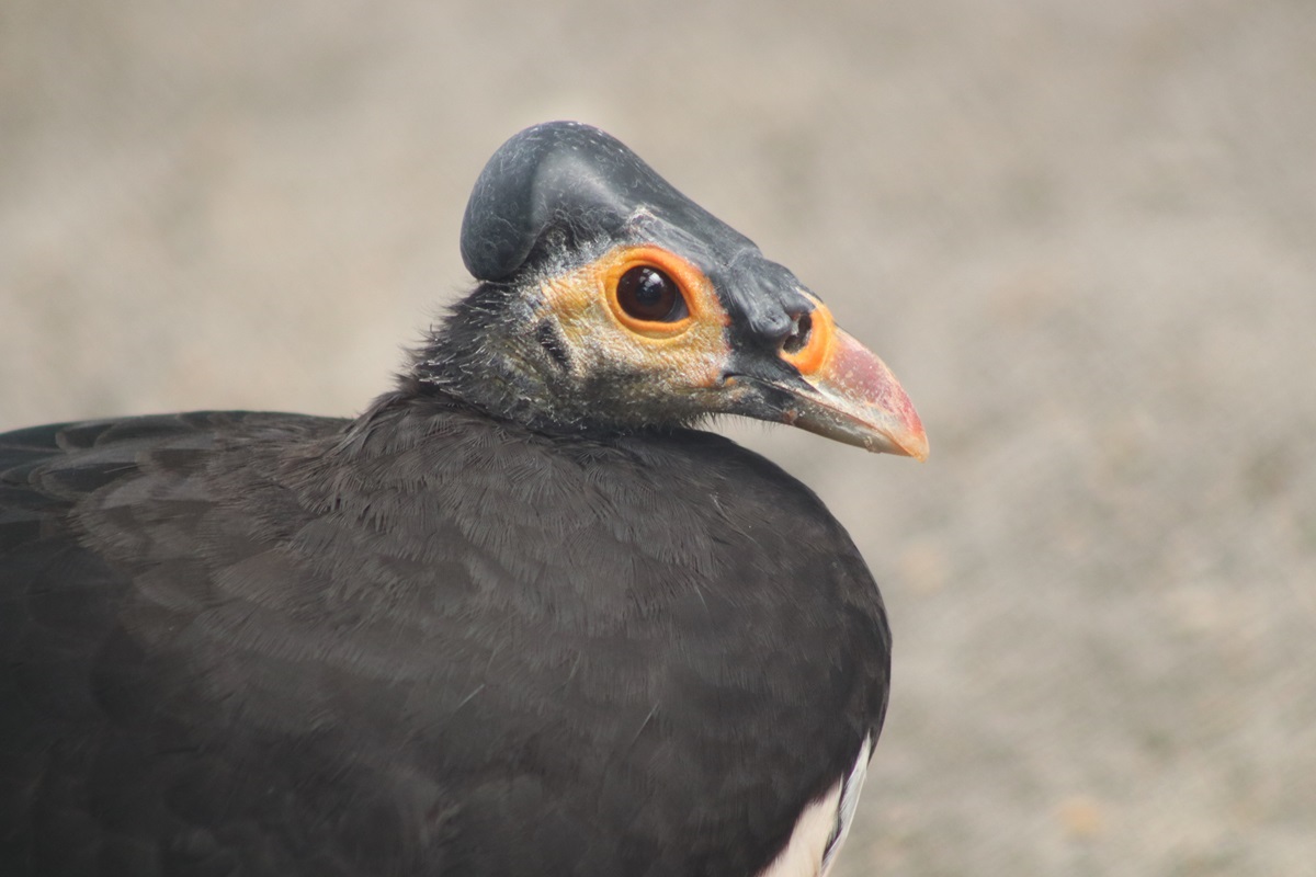 Maleo (Macrocephalon maleo)
