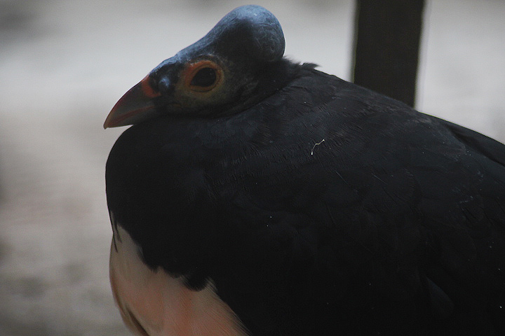 Maleo (Macrocephalon maleo)