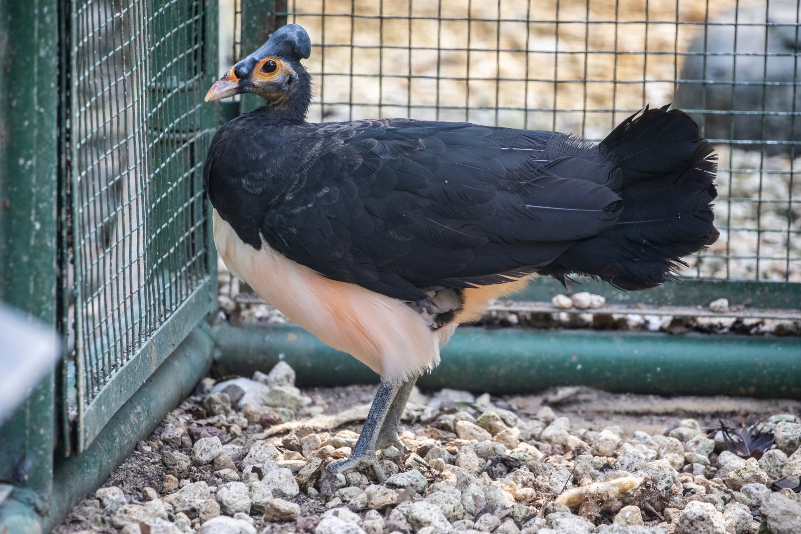 Maleo  (Macrocephalon maleo)