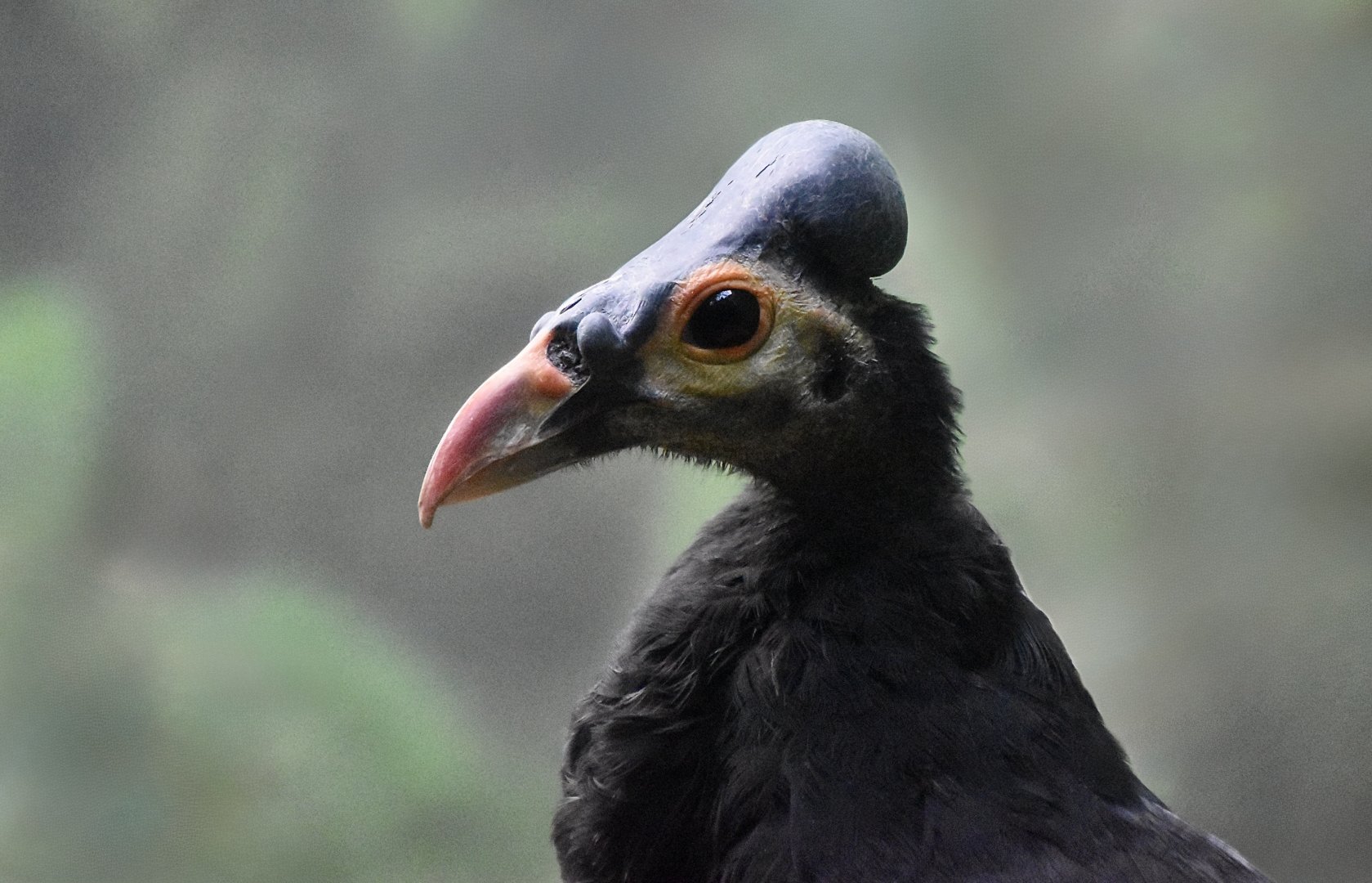 Maleo (Macrocephalon maleo)