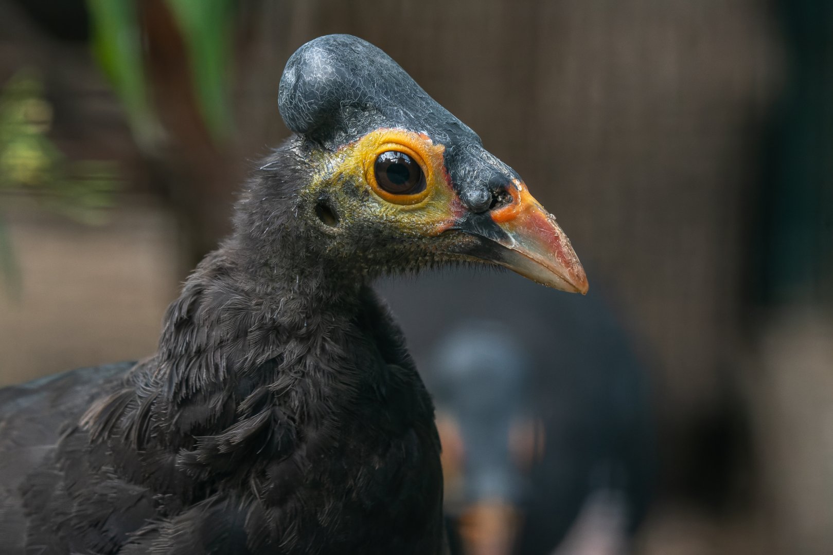 Maleo (Macrocephalon maleo)