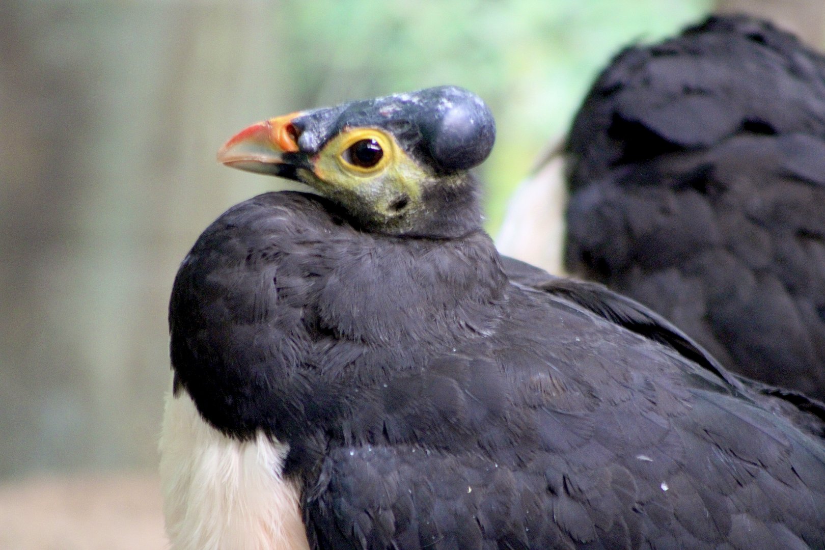 Maleo (Macrocephalon maleo)