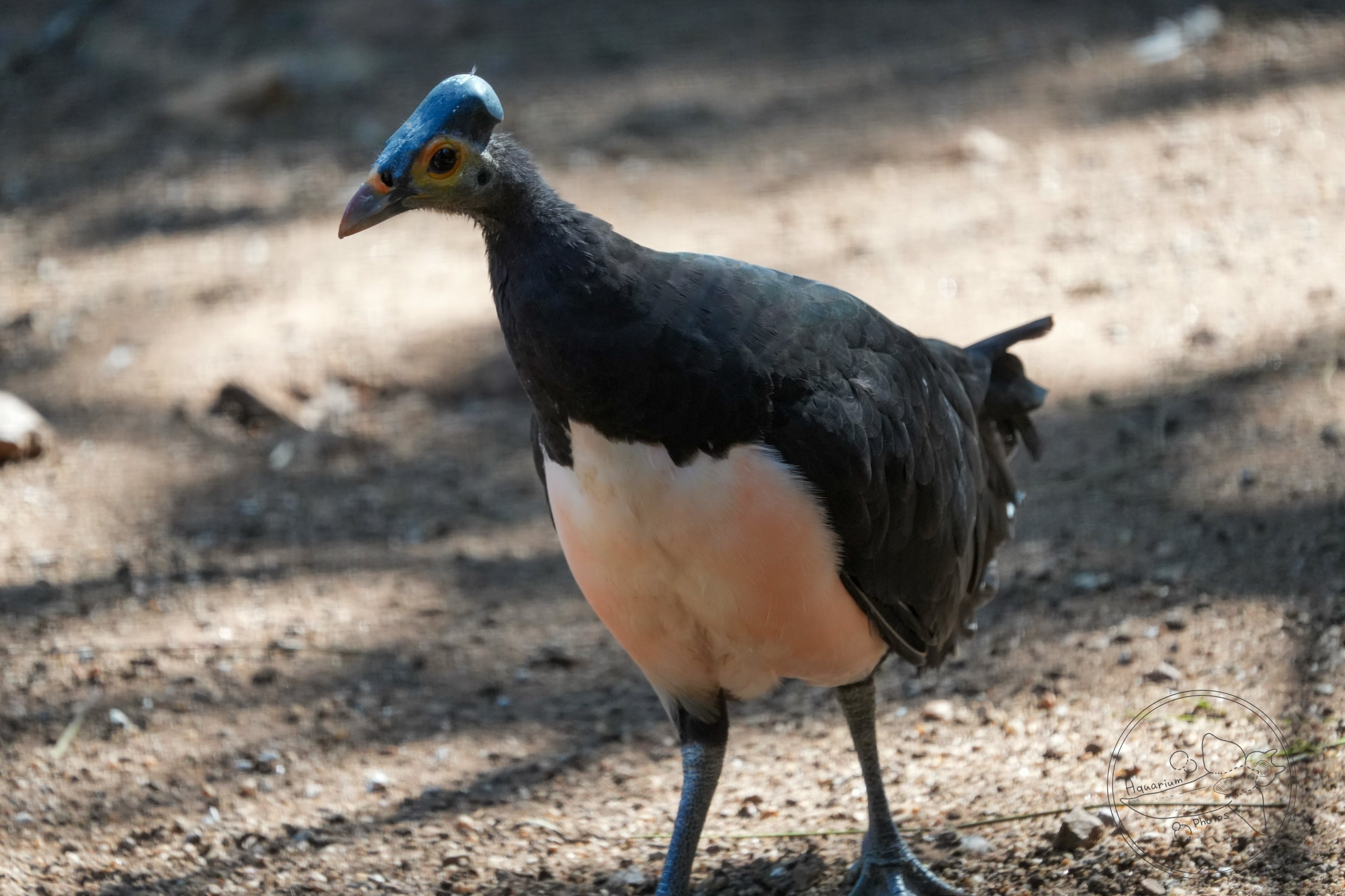 Maleo (Macrocephalon maleo)