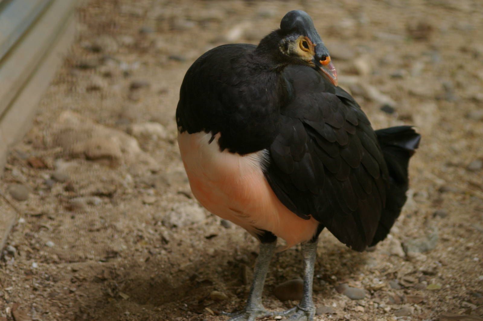 maleo (Macrocephalon maleo)