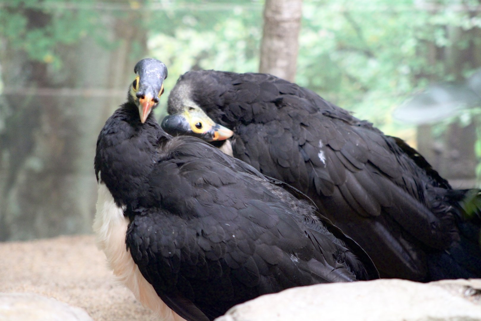 Maleo Pair (Macrocephalon maleo)