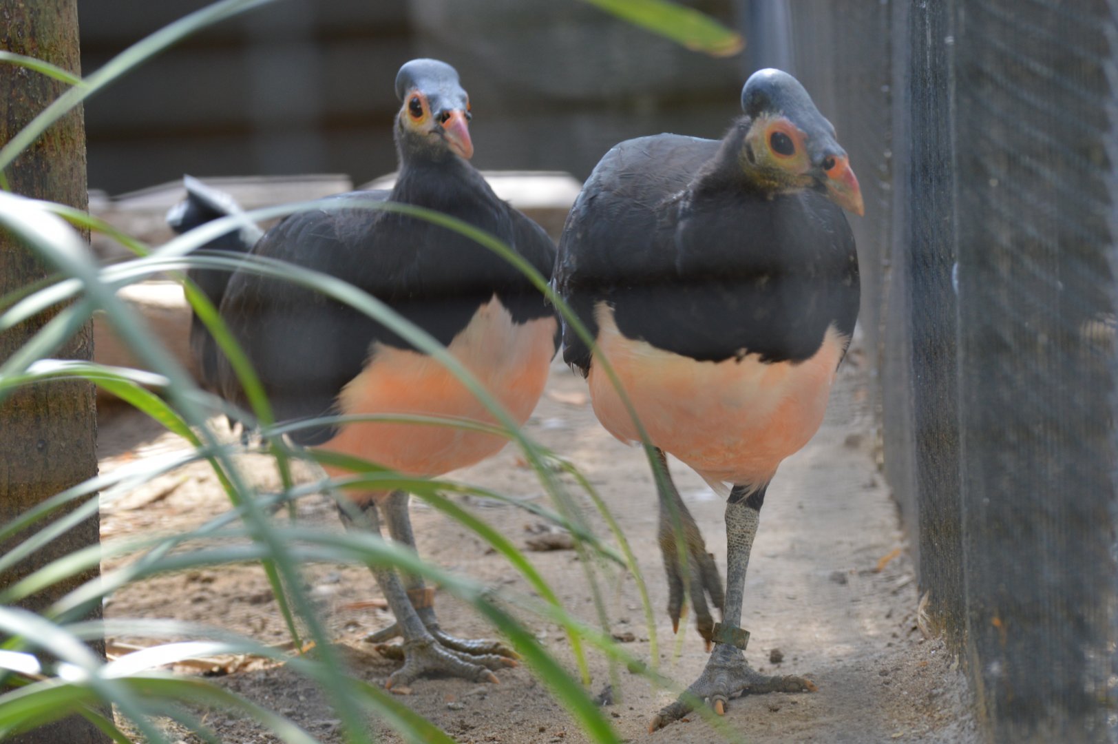 Maleo Pair