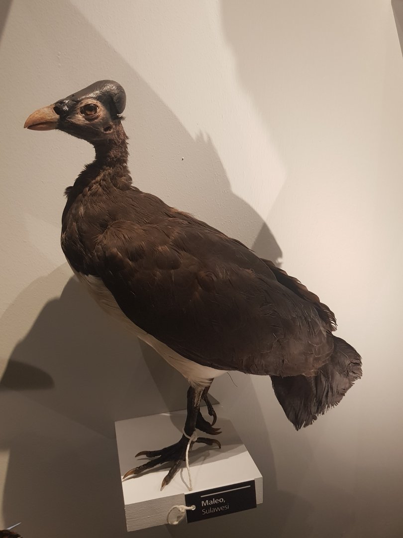 Maleo Taxidermy