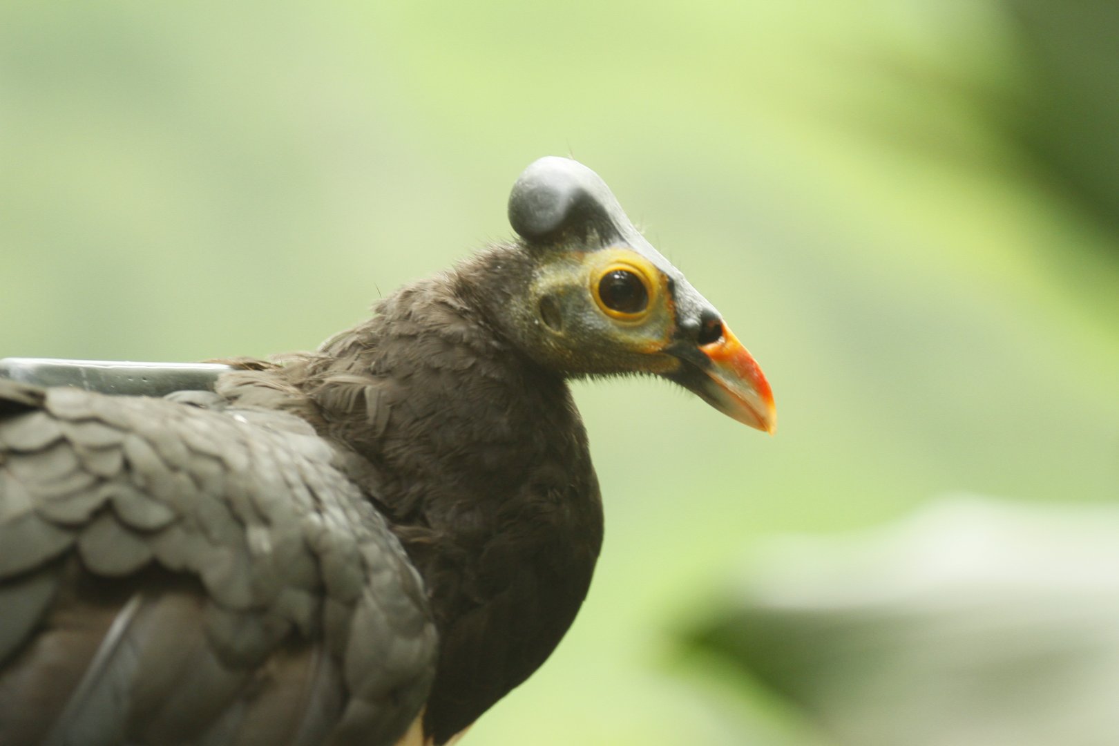 Maleo with a transmitter