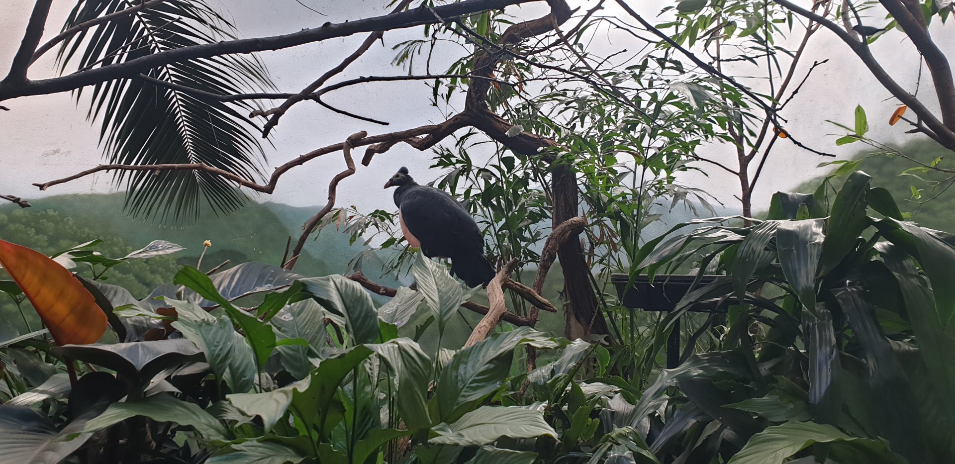 Maleo, World of Birds