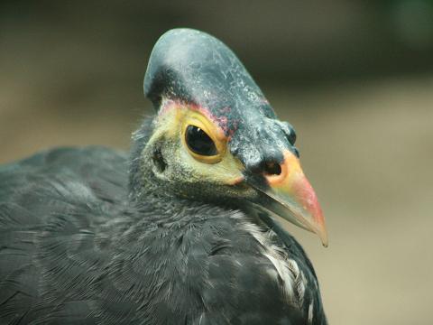 Maleo