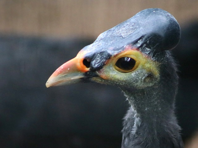Maleo