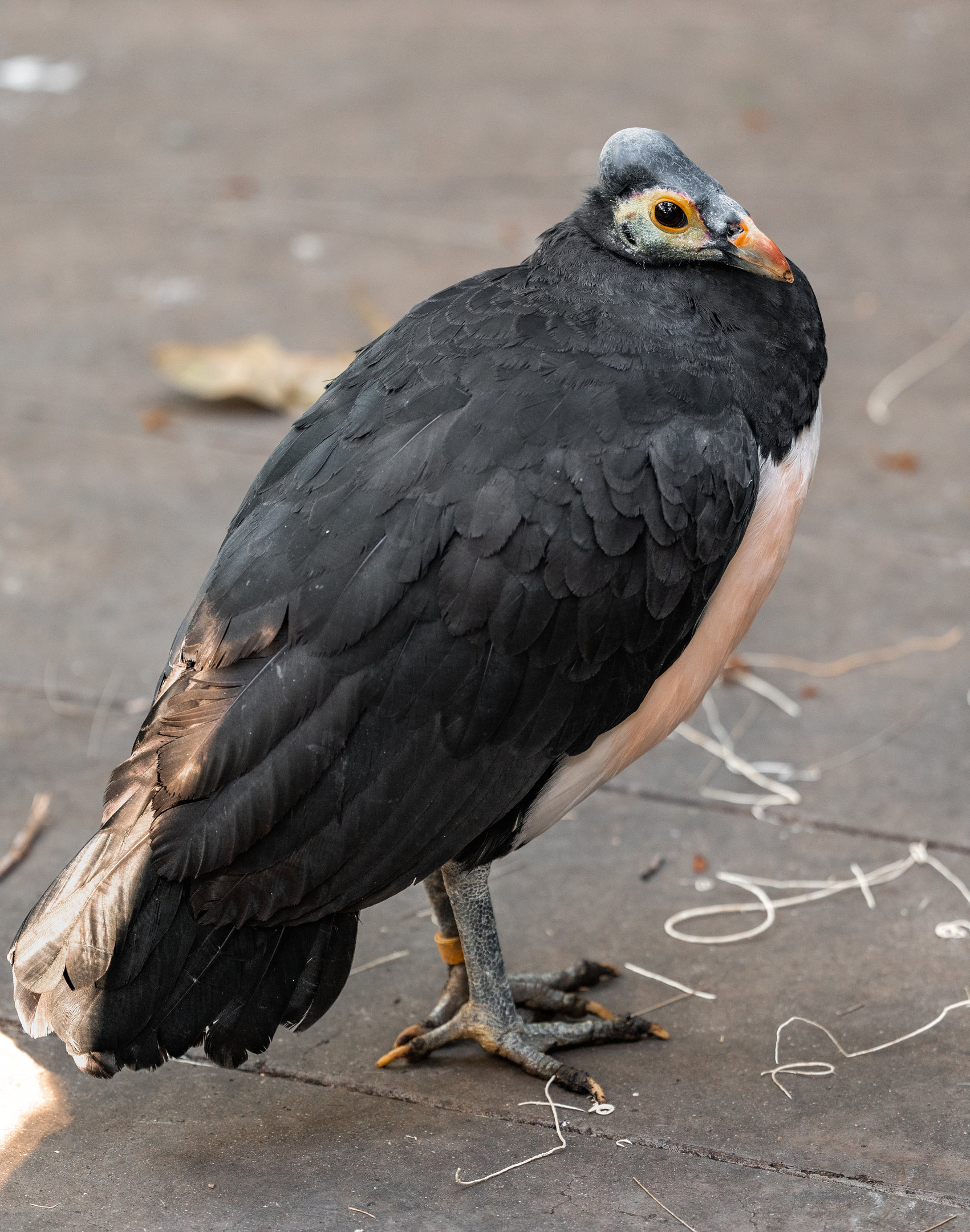 Maleo