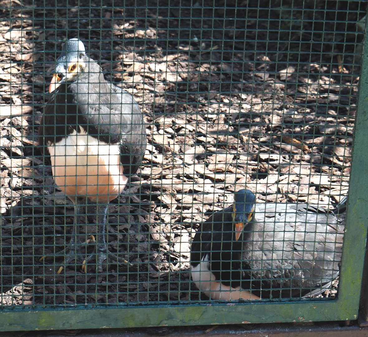 Maleos (Macrocephalon maleo), 2024-05-23
