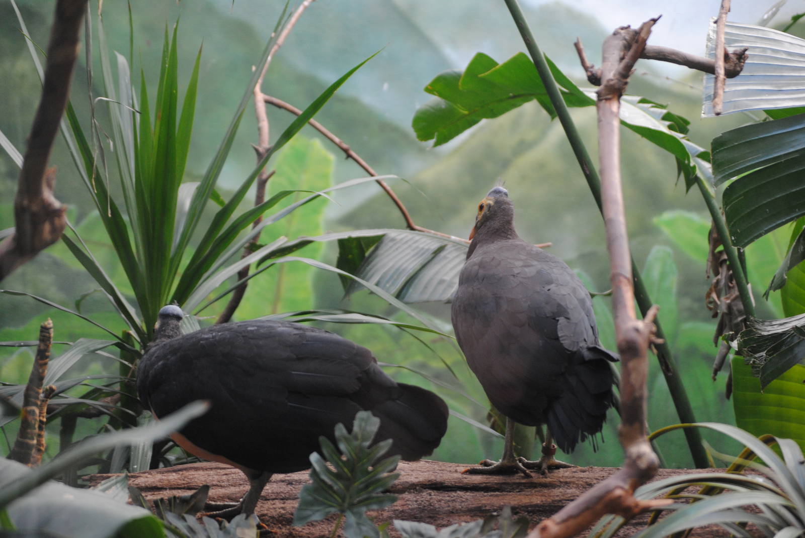 Maleos