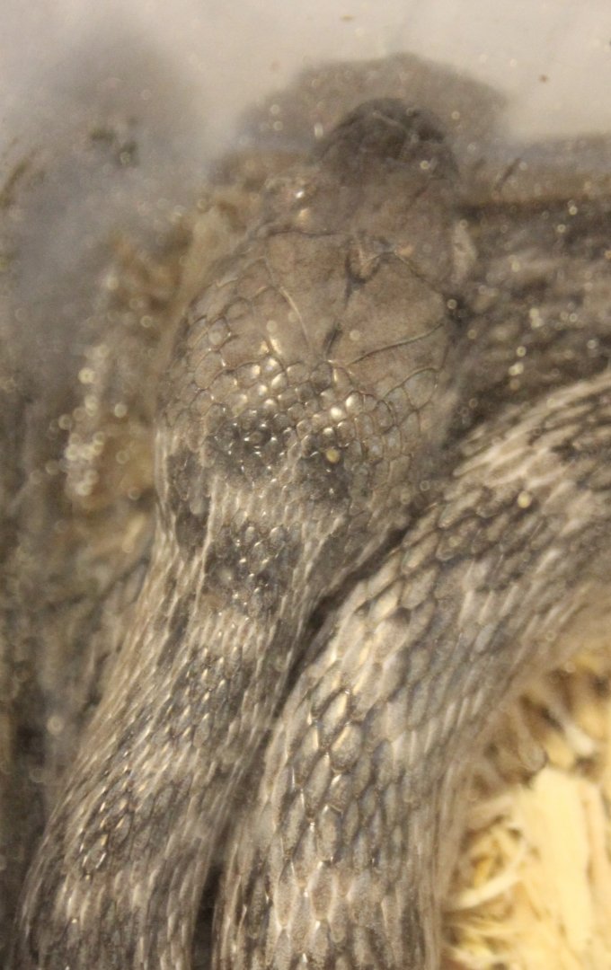 Malgassy cat snake - Madagascarophis meridionalis