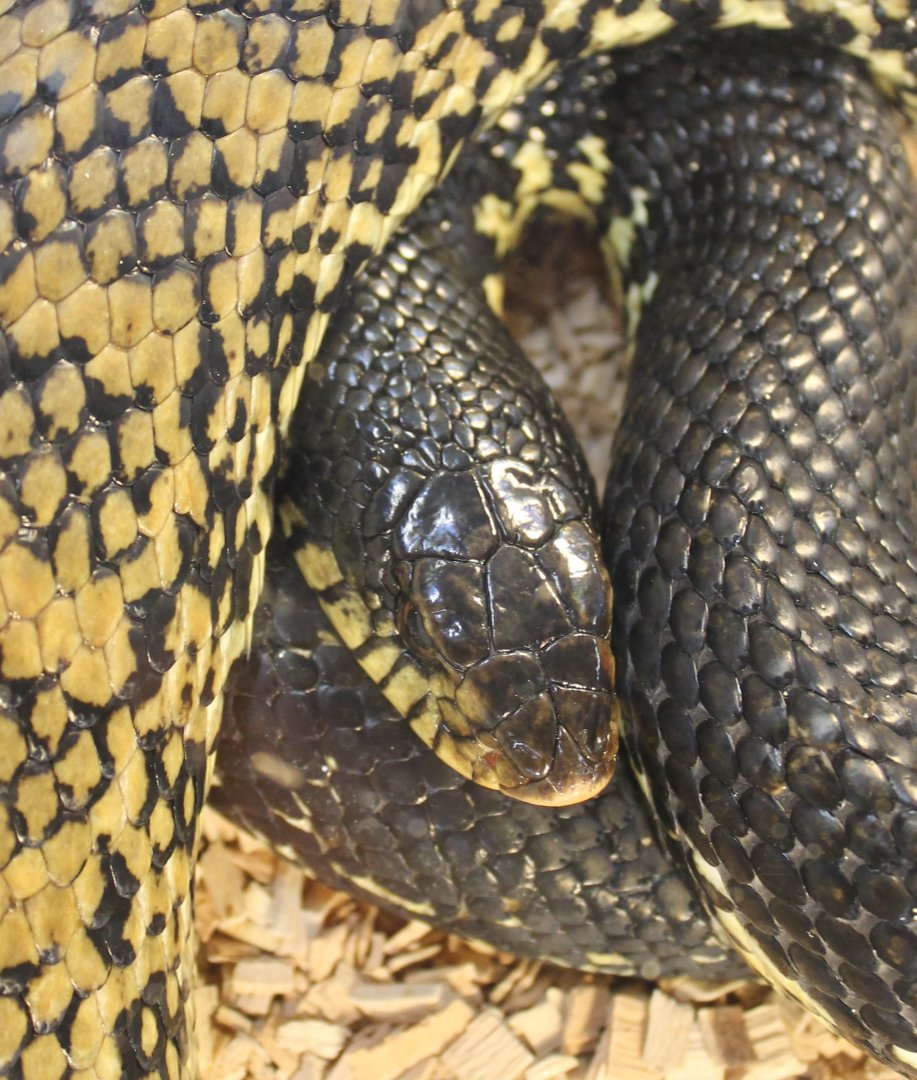 Malgassy giant hognose - Leioheterodon madagascariensis