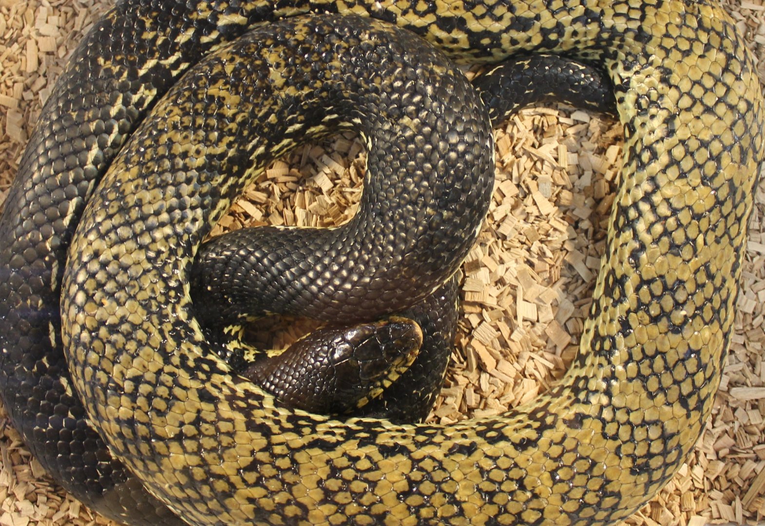 Malgassy giant hognose - Leioheterodon madagascariensis
