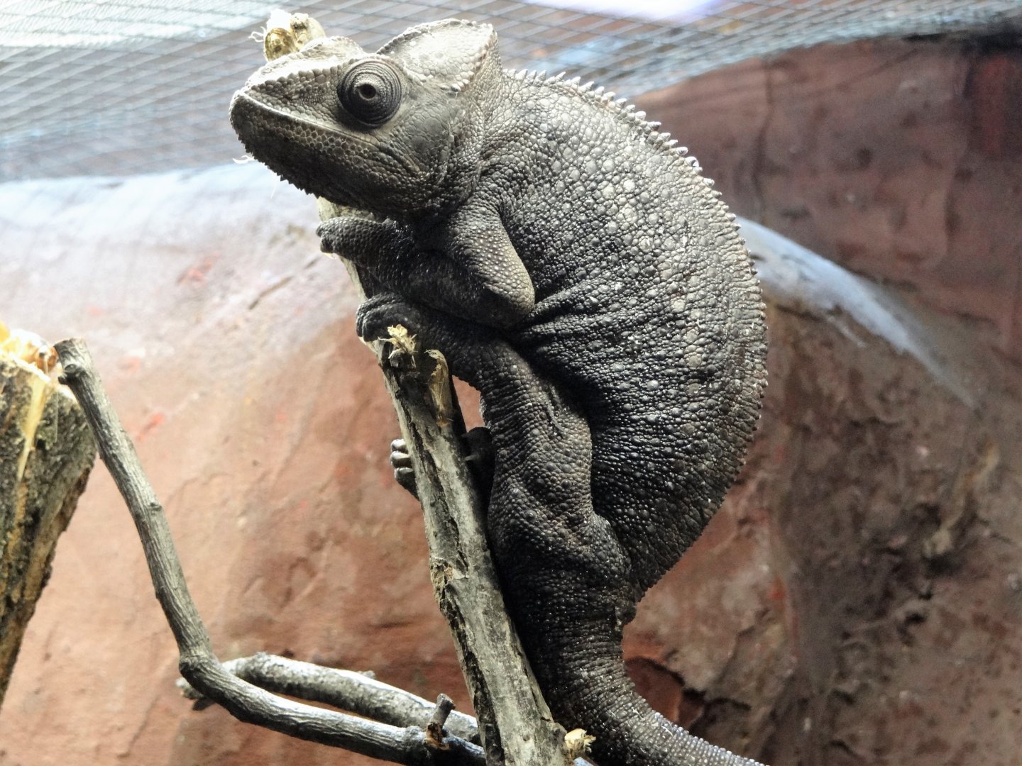 Malgasy Giant Chameleon