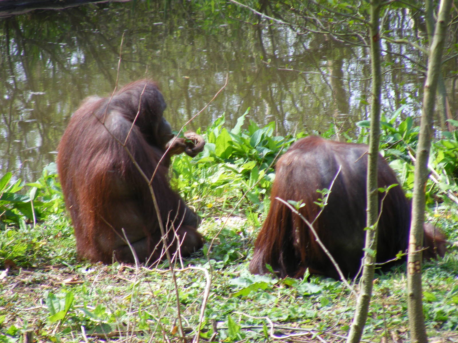 Mali and Demo the Orangutans at Paignton Zoo, 13 April 2009