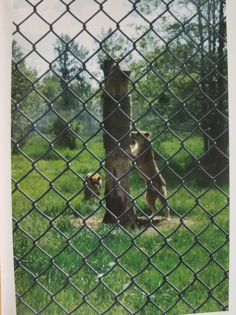 Mali and Kali (African lion)