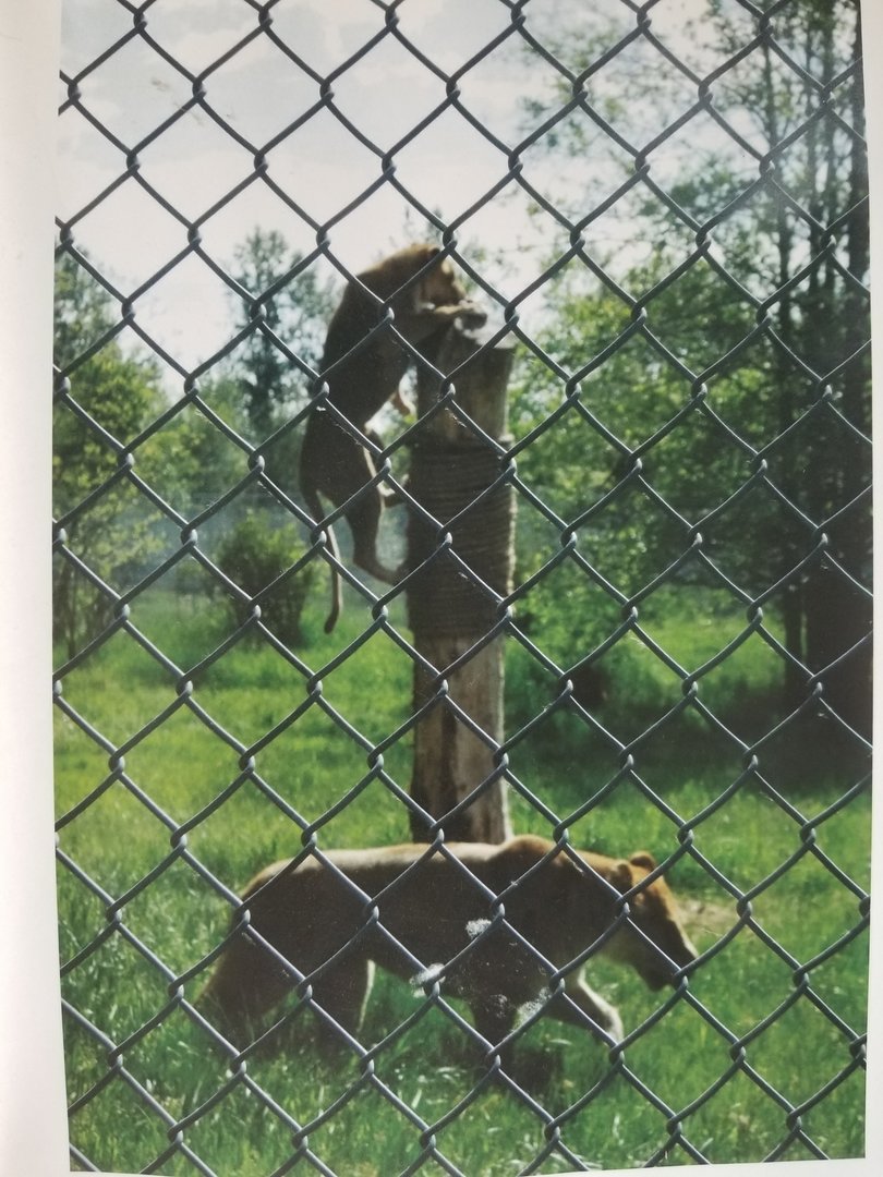 Mali and Kali (African lion)