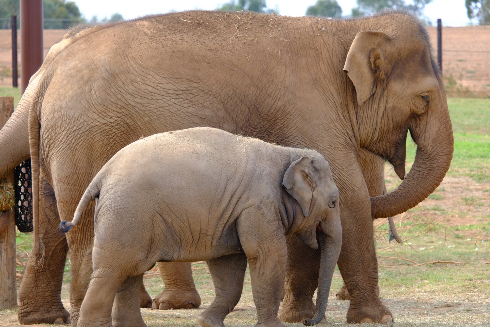 Mali and Roi Yim - Werribee Open Range Zoo