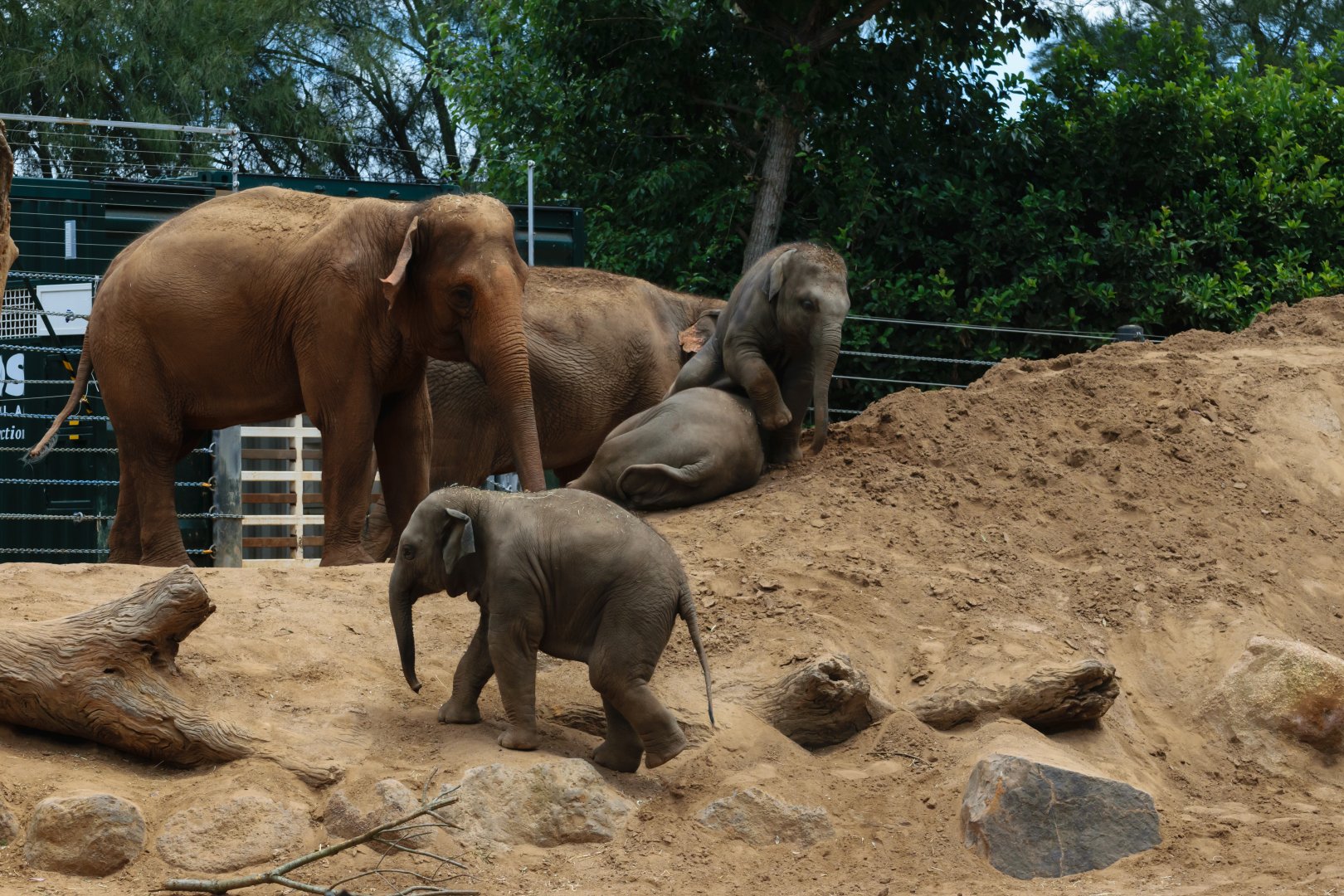 Mali (?) and the three calves