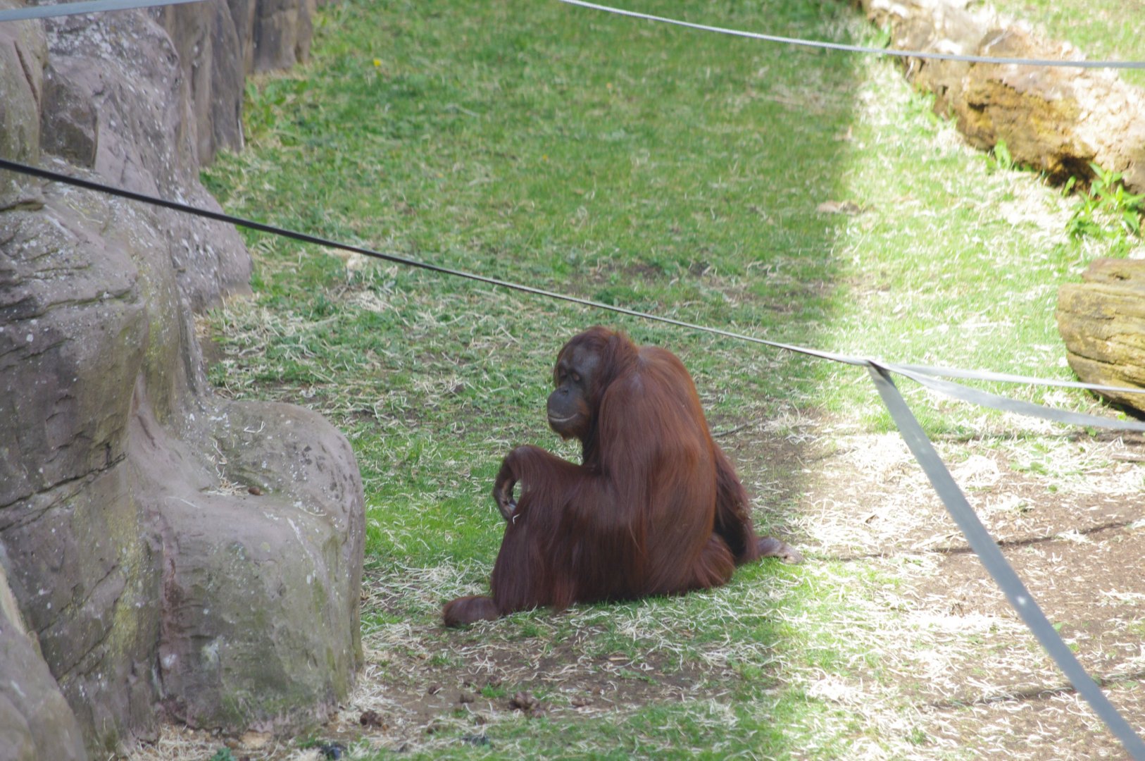 Mali- Bornean Orangutan- 11/4/2024
