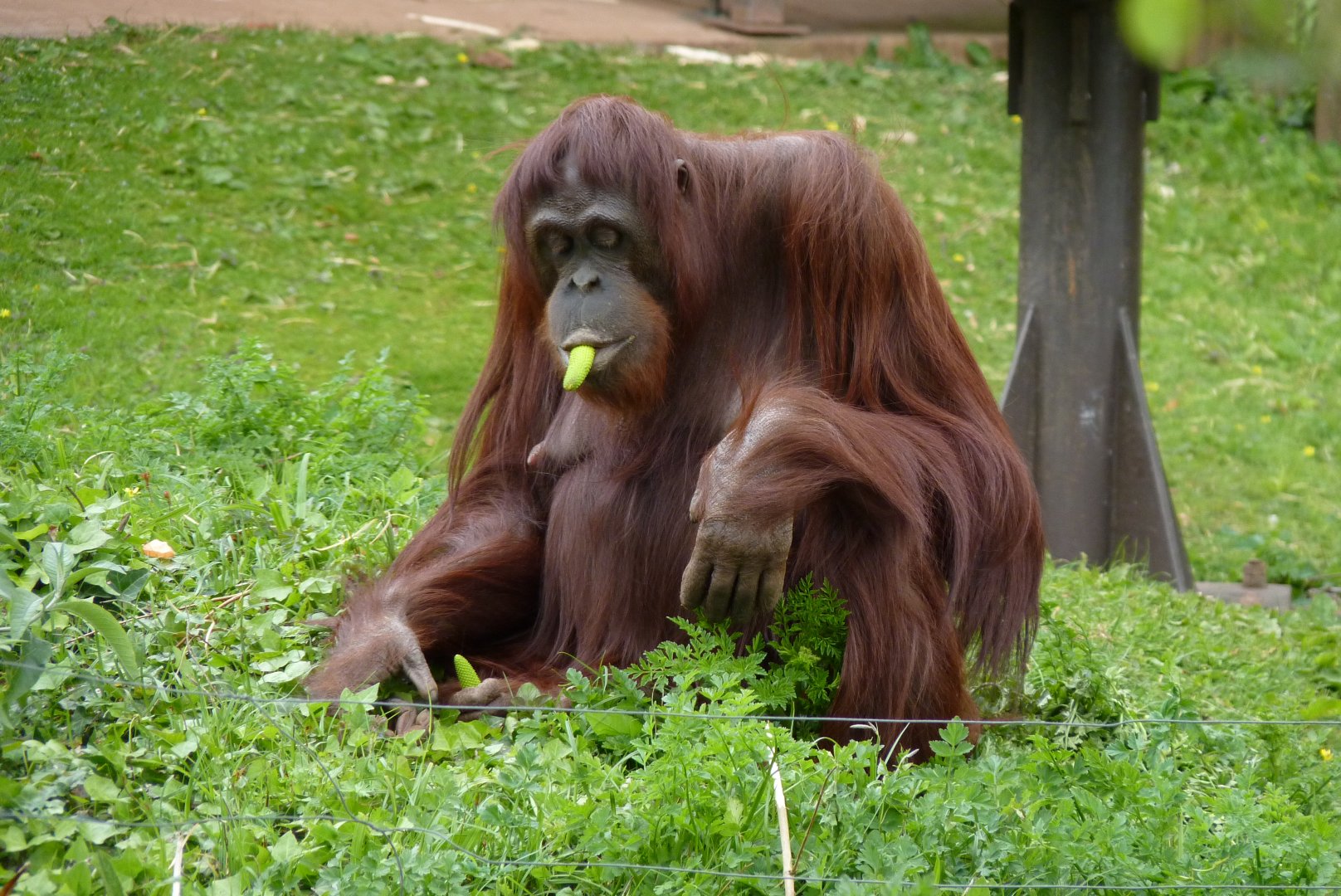 Mali, Bornean Orangutan, April 2017