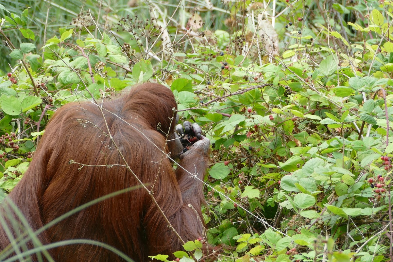 Mali, Bornean orangutan, August 2018