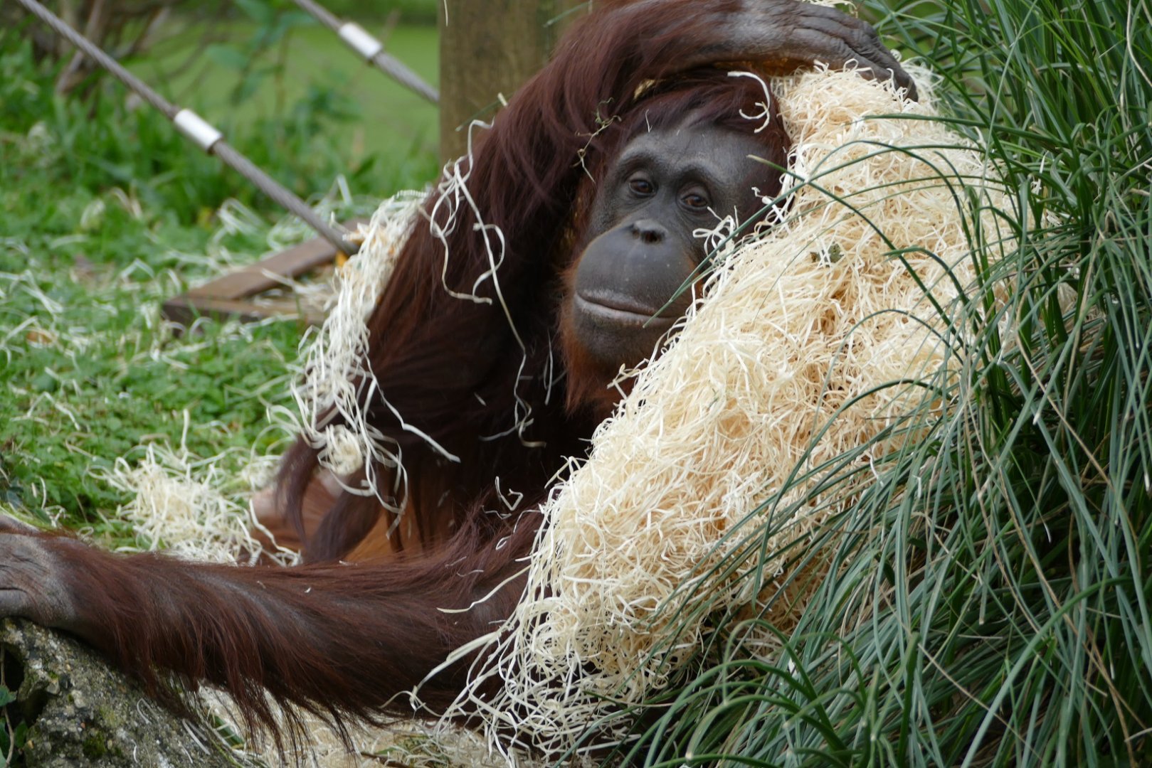 Mali, Bornean orangutan, December 2018