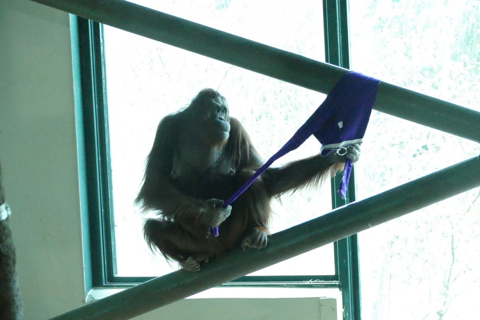 Mali, Bornean orangutan, December 2020