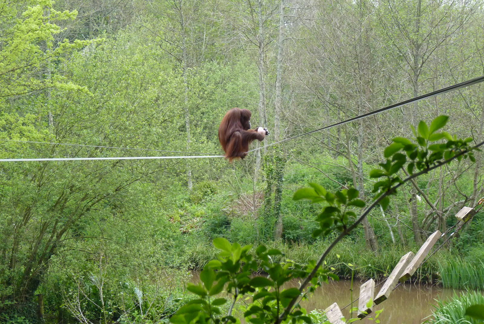 Mali, Bornean Orangutan, May 2016
