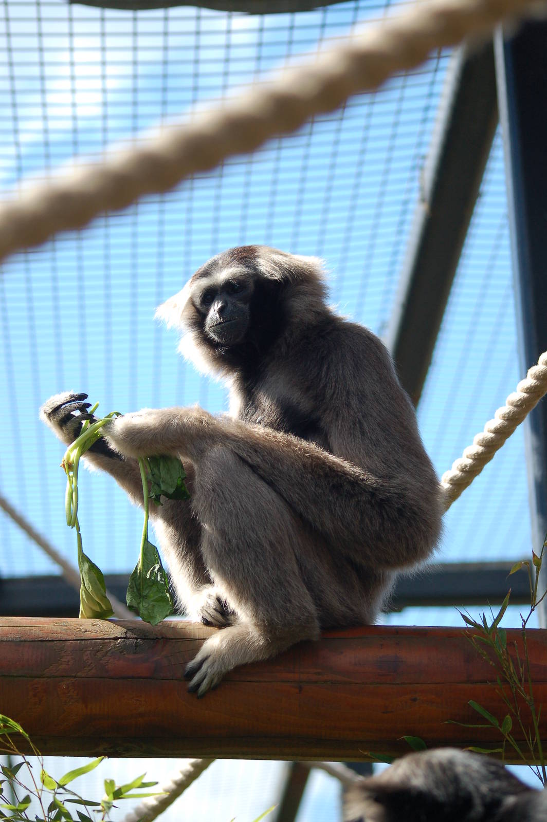 Mali Pileated Gibbon