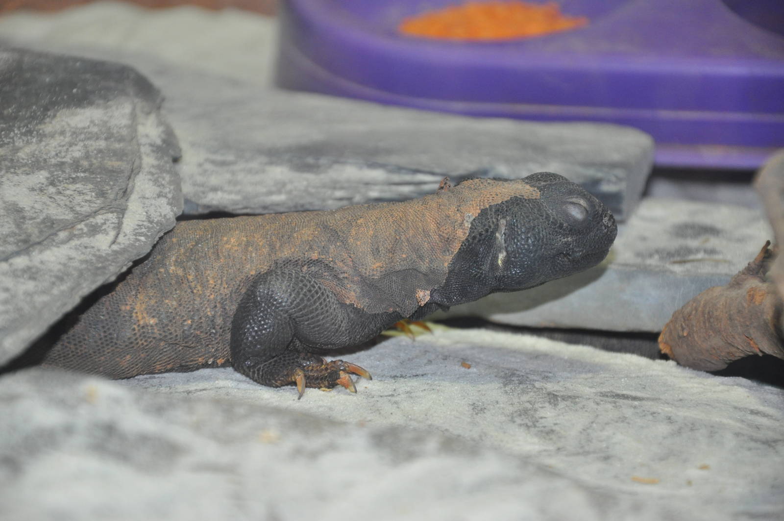 Mali spiny-tailed lizard/ Uromastyx maliensis