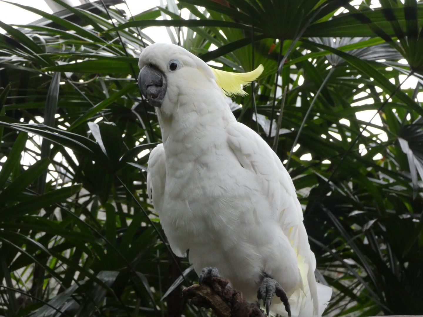 Mali (Sulphur-crested cockatoo)