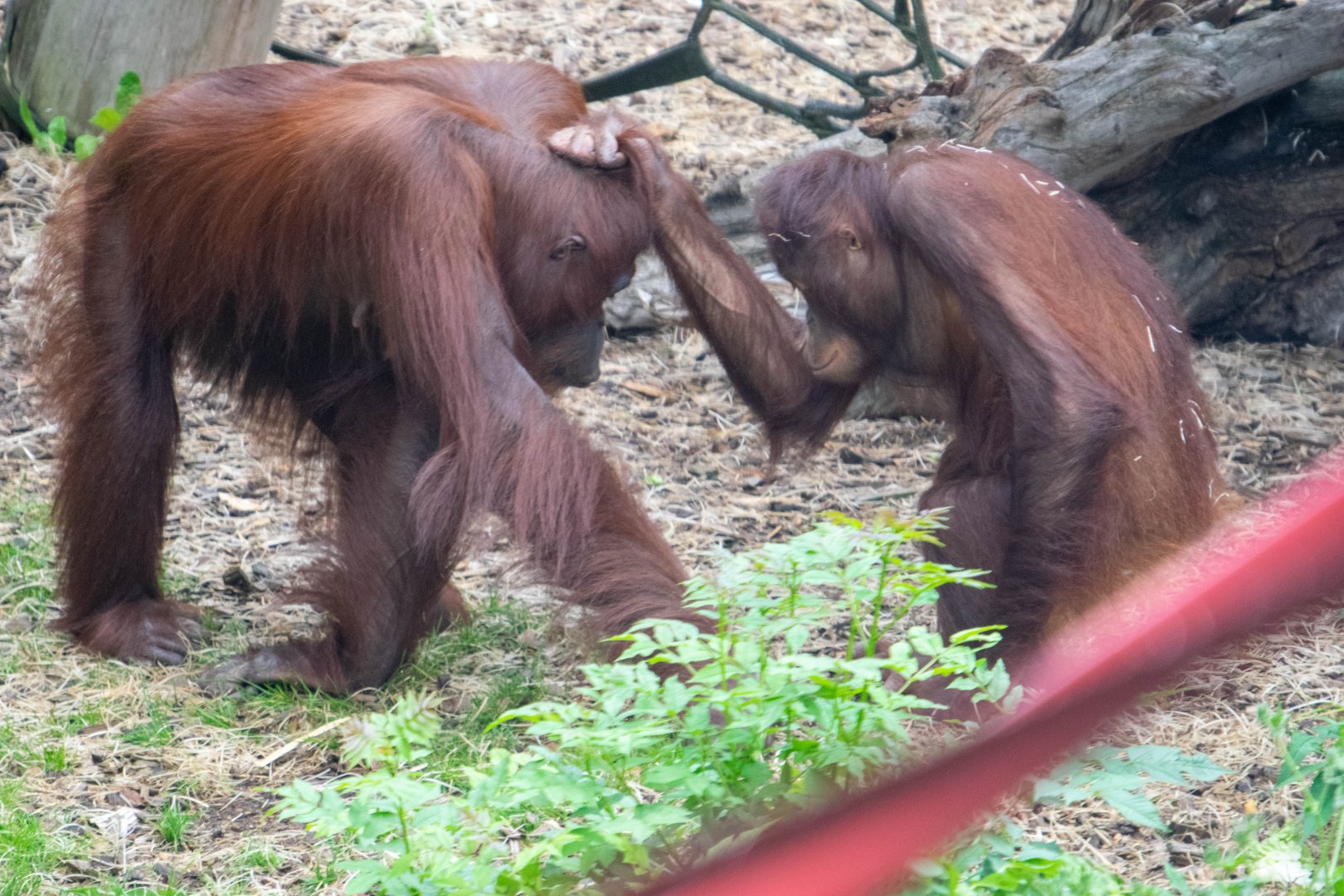 Mali & Tatau - Bornean Orangutans - Colchester Zoo