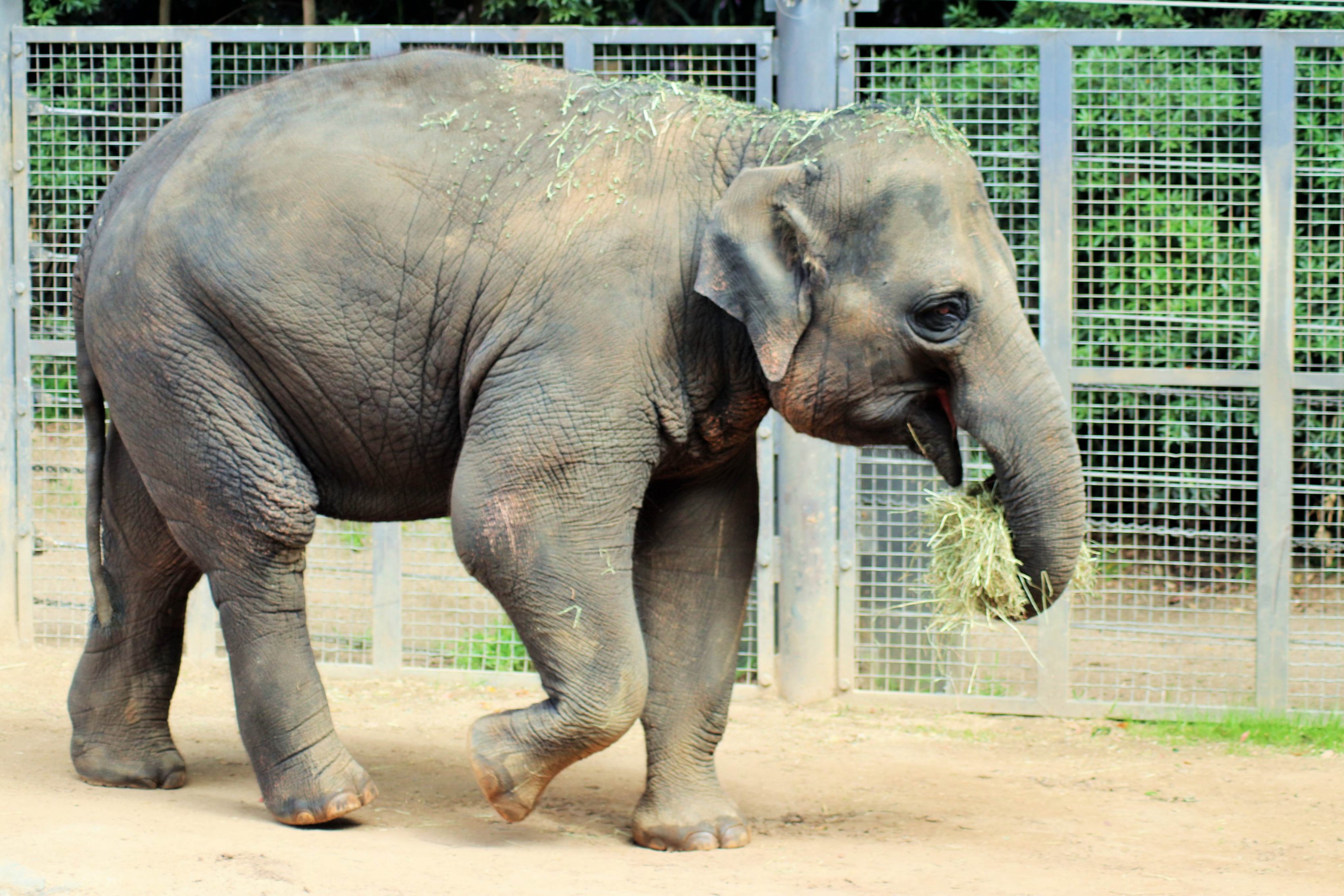 'Mali' the Asian elephant (Elephas maximus)