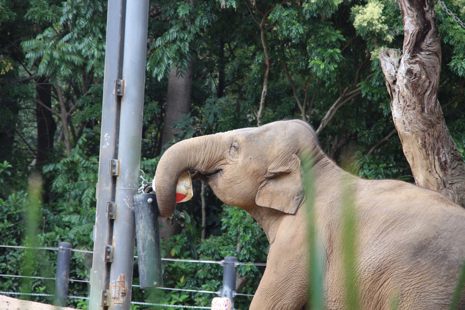 Mali the Asian Elephant