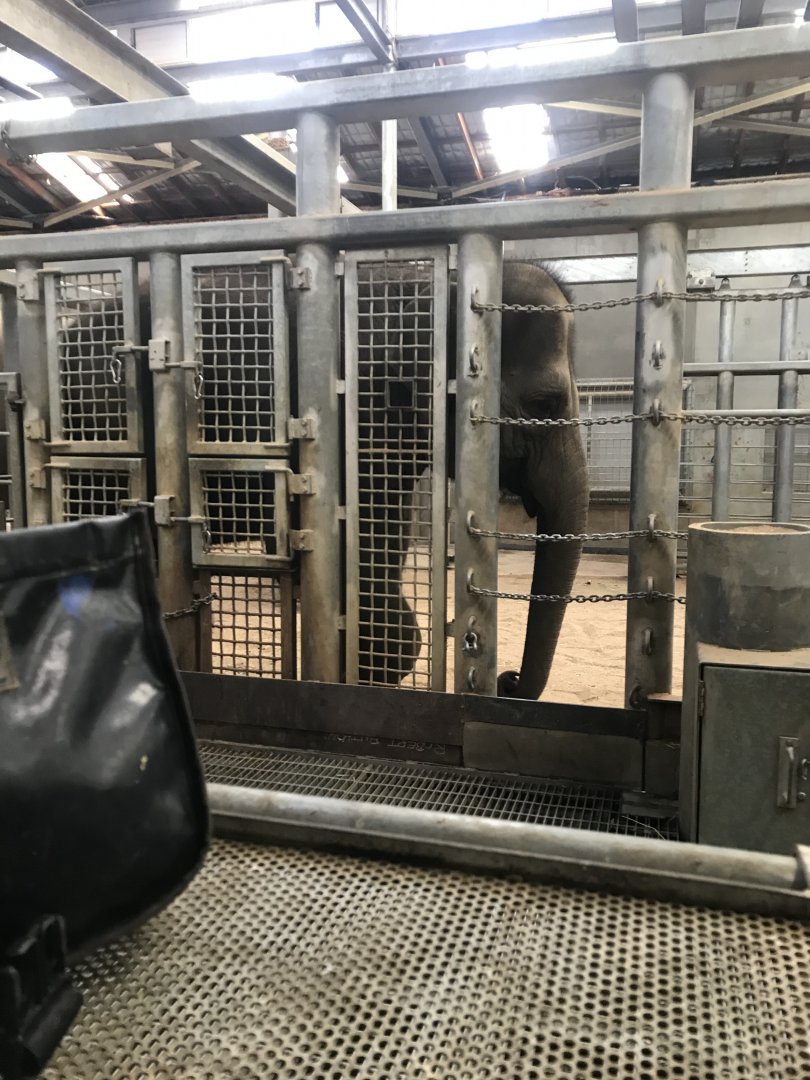 Mali the Asian Elephant