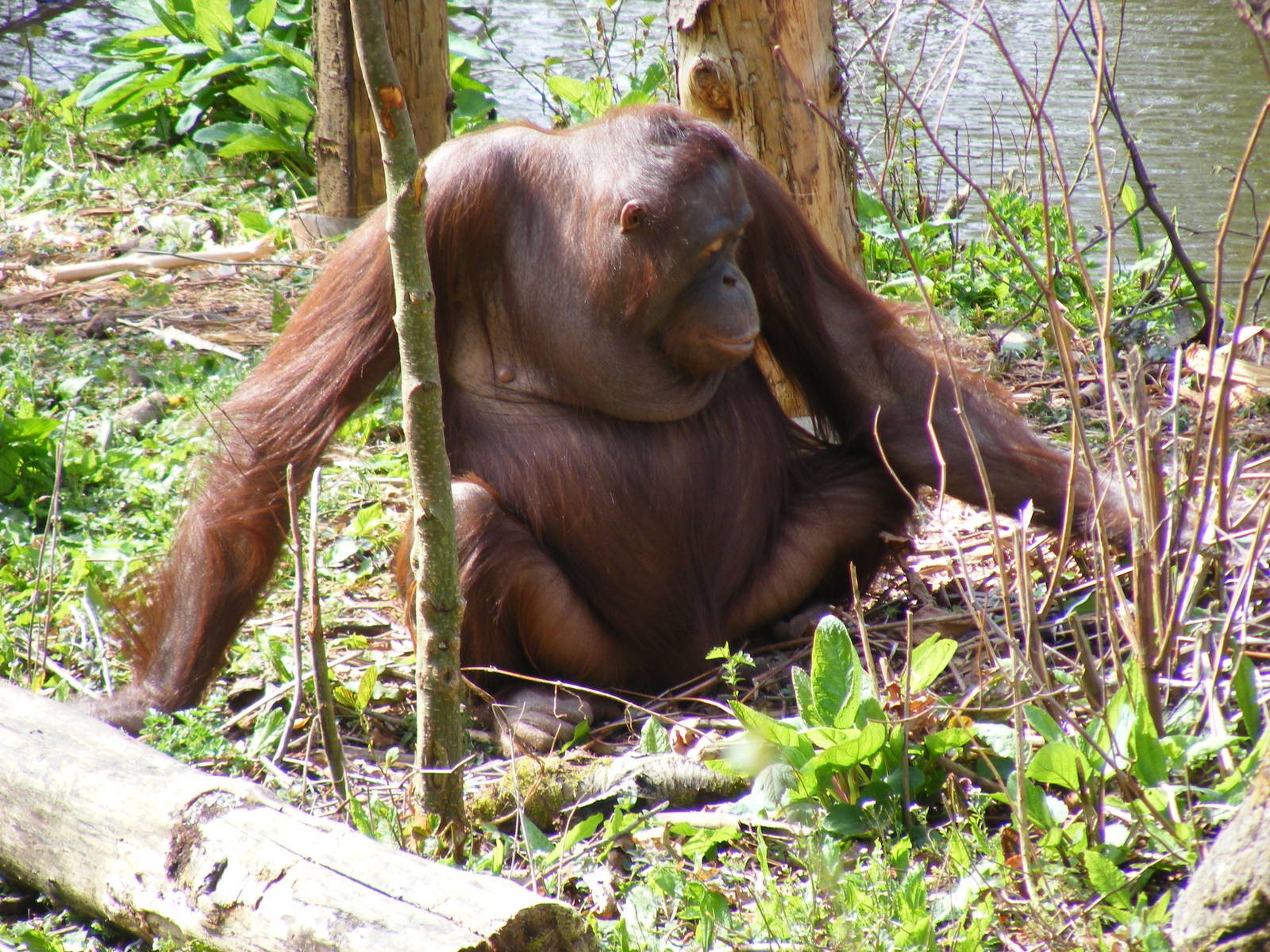 Mali the Orangutan at Paignton Zoo, 13 April 2009